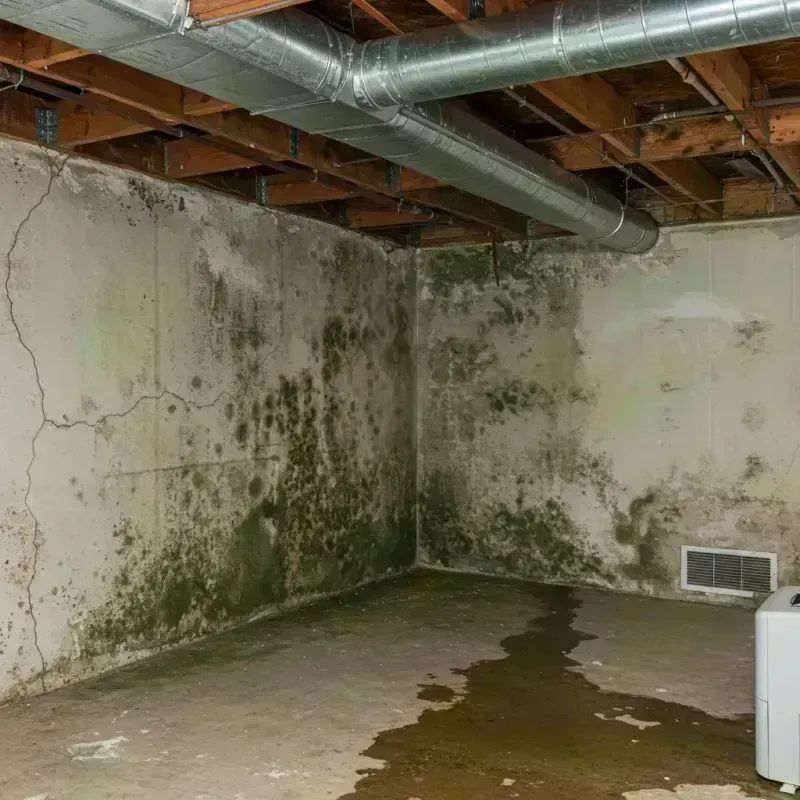 Professional Mold Removal in Marthasville, MO